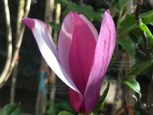 Магнолия лилиецветная Нигра (Magnolia lilliflora Nigra) ФОТО Питомник растений Природа (11)