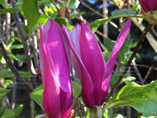 Магнолия лилиецветная Нигра (Magnolia lilliflora Nigra) ФОТО Питомник растений Природа (6)