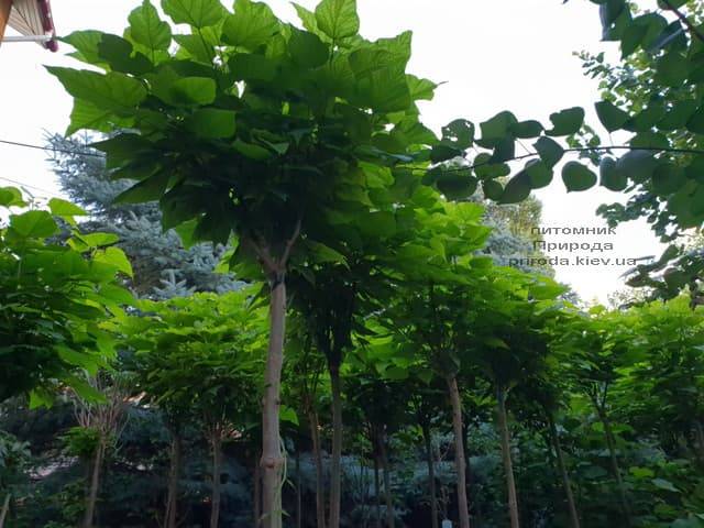 Катальпа бигнониевидная Нана (Catalpa bignoides Nana) на штамбе ФОТО Питомник растений Природа (3)