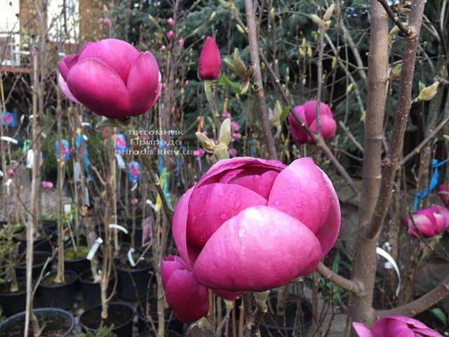 Магнолия Блэк Тюлип (Magnolia Black Tulip) ФОТО Питомник растений Природа (35)