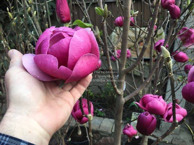 Магнолия Блэк Тюлип (Magnolia Black Tulip) ФОТО Питомник растений Природа (45)