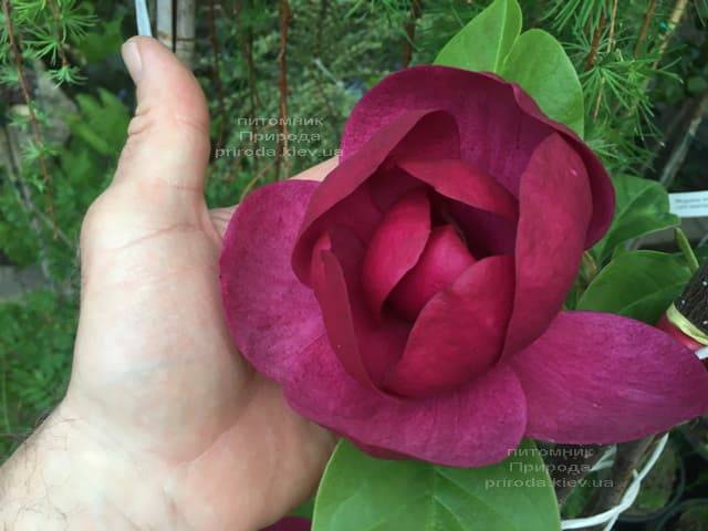 Магнолия Блэк Тюлип (Magnolia Black Tulip) ФОТО Питомник растений Природа (48)