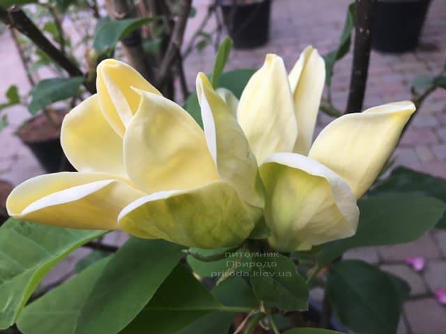 Магнолия бруклинская Еллоу Берд (Magnolia brooklynensis Yellow Bird) ФОТО Питомник растений Природа (15)