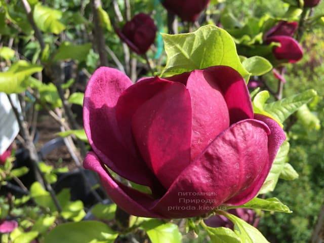 Магнолия Джени (Magnolia Genie) ФОТО Питомник растений Природа (1)