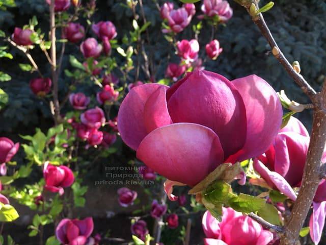 Магнолия Джени (Magnolia Genie) ФОТО Питомник растений Природа (12)