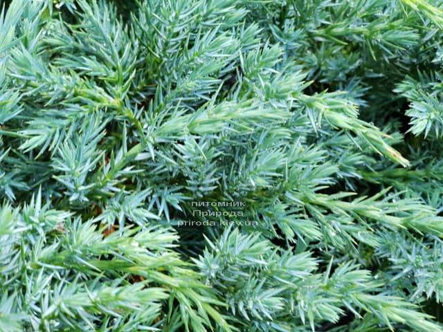 Можжевельник чешуйчатый Блю Карпет (Juniperus squamata Blue Carpet) ФОТО Питомник растений Природа (10)