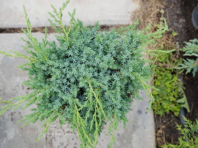 Можжевельник чешуйчатый Блю Карпет (Juniperus squamata Blue Carpet) ФОТО Питомник растений Природа (2)