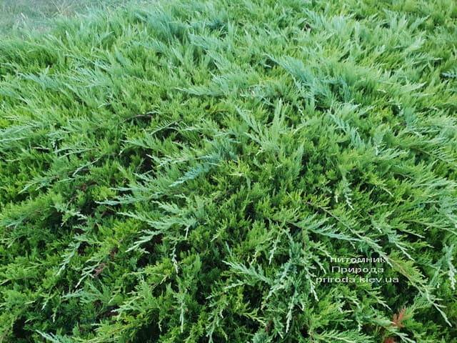 Можжевельник казацкий Тамарисцифолия (Juniperus sabina Tamariscifolia) ФОТО Питомник растений Природа (3)