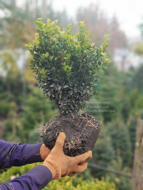 Самшит вечнозелёный (Buxus sempervirens) ФОТО Питомник растений Природа (4)