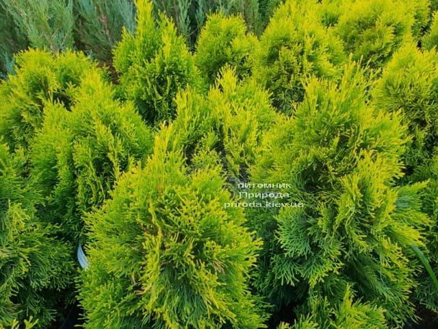 Туя западная Джанед Голд (Голден Смарагд) (Thuja occidentalis Janed Gold (Golden Smaragd) ФОТО Питомник растений Природа (1)
