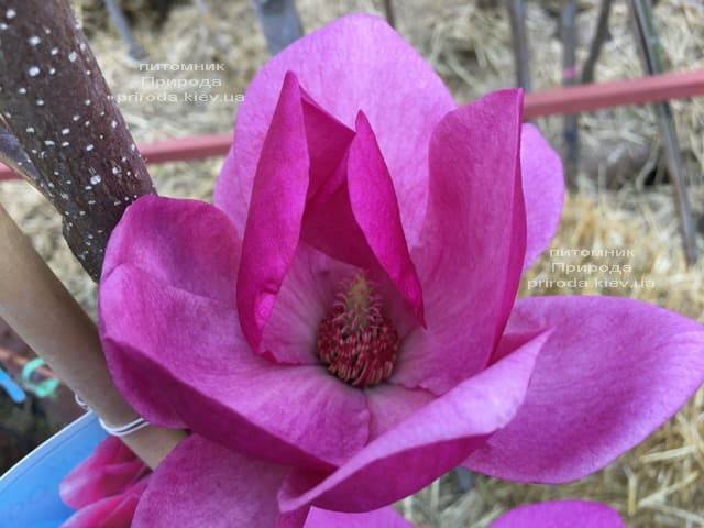 Магнолия Клеопатра (Magnolia Cleopatra Tulip) ФОТО Питомник растений Природа (21)