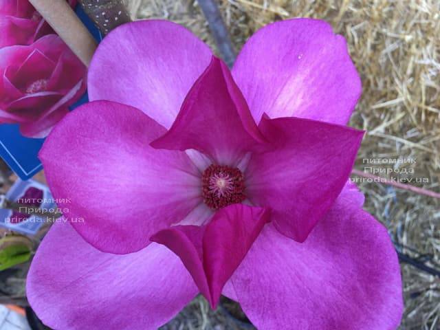 Магнолия Клеопатра (Magnolia Cleopatra Tulip) ФОТО Питомник растений Природа (22)