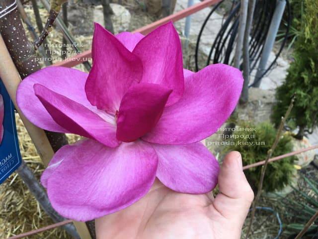 Магнолия Клеопатра (Magnolia Cleopatra Tulip) ФОТО Питомник растений Природа (23)