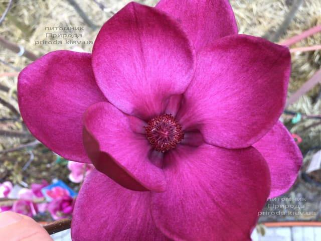 Магнолия Клеопатра (Magnolia Cleopatra Tulip) ФОТО Питомник растений Природа (24)