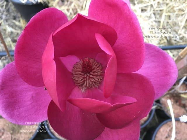 Магнолия Клеопатра (Magnolia Cleopatra Tulip) ФОТО Питомник растений Природа (26)