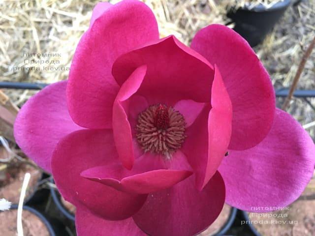 Магнолия Клеопатра (Magnolia Cleopatra Tulip) ФОТО Питомник растений Природа (27)