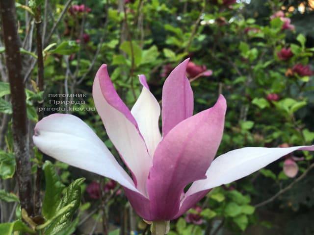 Магнолия лилиецветная Нигра (Magnolia lilliflora Nigra) ФОТО Питомник растений Природа (11)
