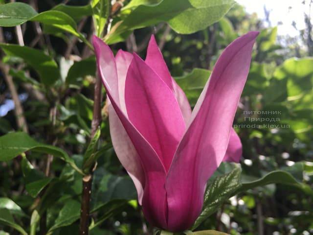 Магнолия лилиецветная Нигра (Magnolia lilliflora Nigra) ФОТО Питомник растений Природа (12)