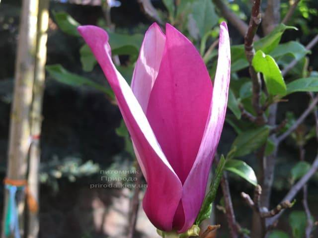 Магнолия лилиецветная Нигра (Magnolia lilliflora Nigra) ФОТО Питомник растений Природа (13)