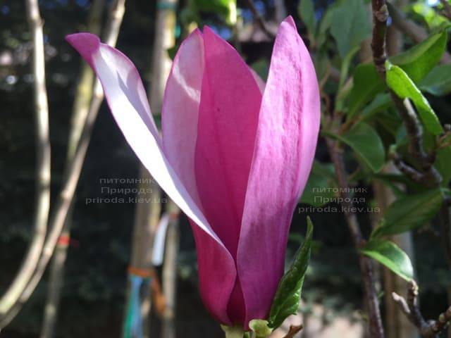 Магнолия лилиецветная Нигра (Magnolia lilliflora Nigra) ФОТО Питомник растений Природа (14)