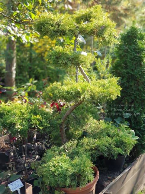 Бонсай Можжевельник пфитцериана (Juniperus pfitzeriana Bonsai) ФОТО Питомник растений Природа (7)