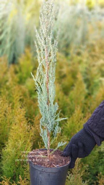 Можжевельник скальный Блю Арроу (Блю Эрроу) (Juniperus scopolorum Blue Arrow) ФОТО Питомник растений Природа (13)