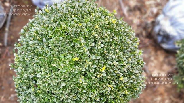 Самшит вечнозелёный Шар (Buxus sempervirens Boll) ФОТО Питомник растений Природа (14)