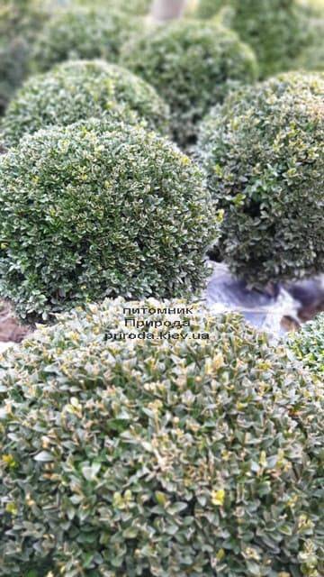Самшит вечнозелёный Шар (Buxus sempervirens Boll) ФОТО Питомник растений Природа (16)