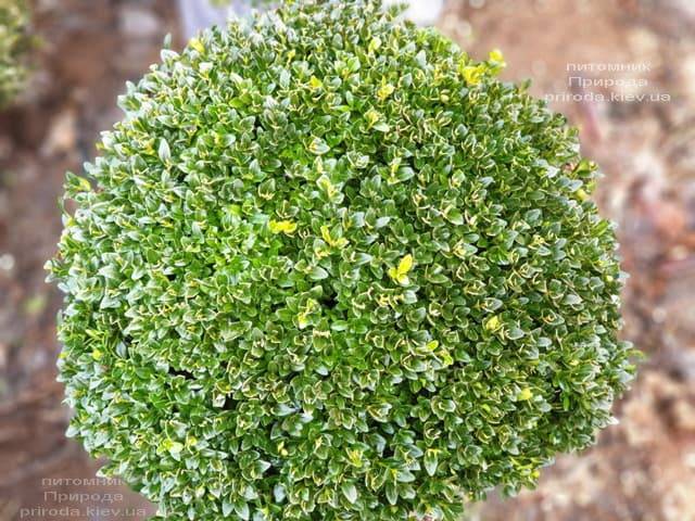 Самшит вечнозелёный Шар (Buxus sempervirens Boll) ФОТО Питомник растений Природа (8)