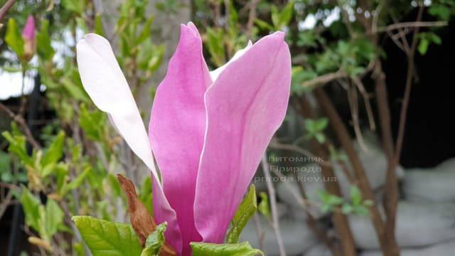 Магнолия лилиецветная Нигра (Magnolia lilliflora Nigra) ФОТО Питомник растений Природа (15)