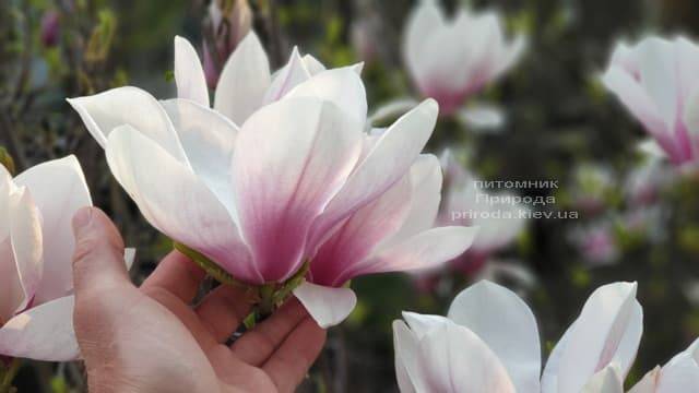 Магнолия Суланжа (Magnolia soulangeana) ФОТО Питомник растений Природа (11)