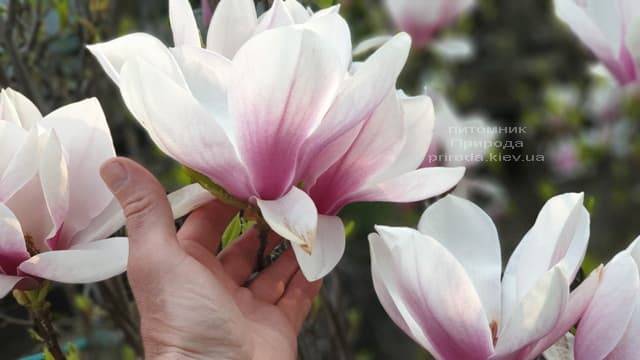 Магнолия Суланжа (Magnolia soulangeana) ФОТО Питомник растений Природа (5)