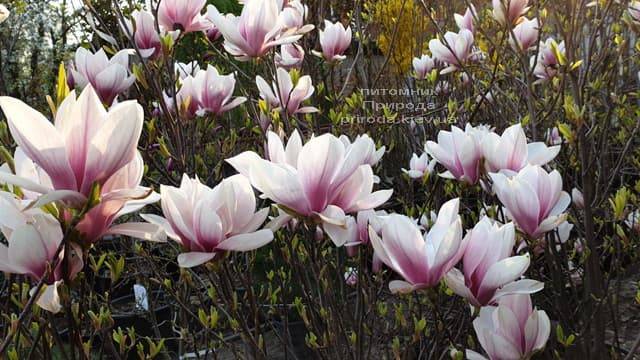Магнолия Суланжа (Magnolia soulangeana) ФОТО Питомник растений Природа (7)