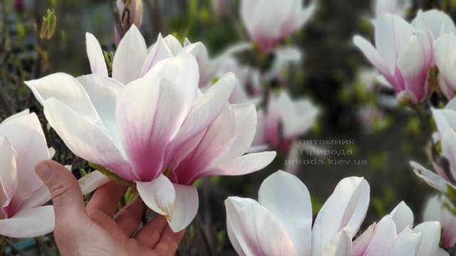 Магнолия Суланжа (Magnolia soulangeana) ФОТО Питомник растений Природа (8)
