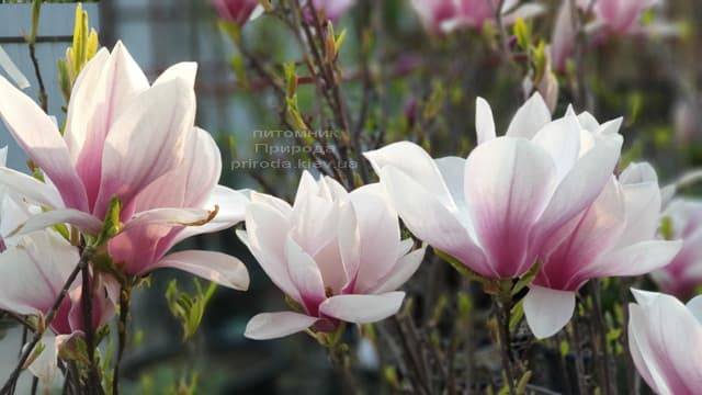 Магнолия Суланжа (Magnolia soulangeana) ФОТО Питомник растений Природа (9)