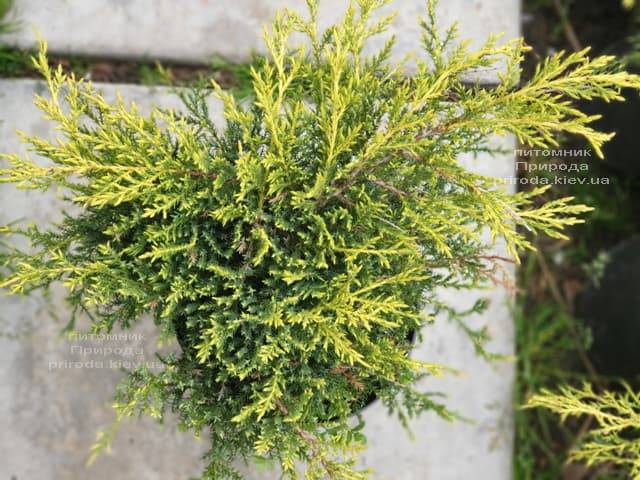 Можжевельник средний (пфитцериана) Голд Стар (Juniperus media pfitzeriana Gold Star) ФОТО Питомник растений Природа (9)