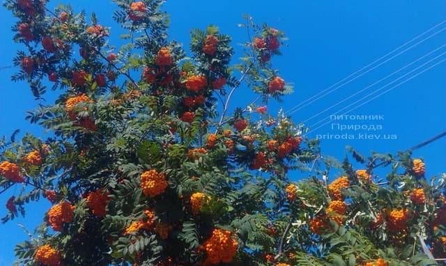 Рябина обыкновенная (Sorbus aucuparia) ФОТО Питомник растений Природа (3)