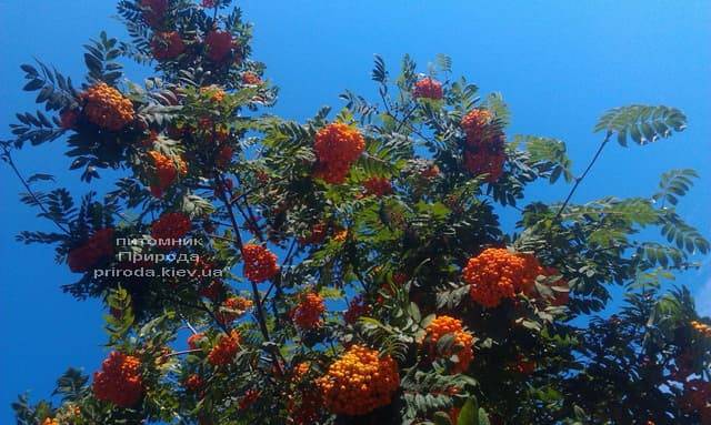 Рябина обыкновенная (Sorbus aucuparia) ФОТО Питомник растений Природа (4)