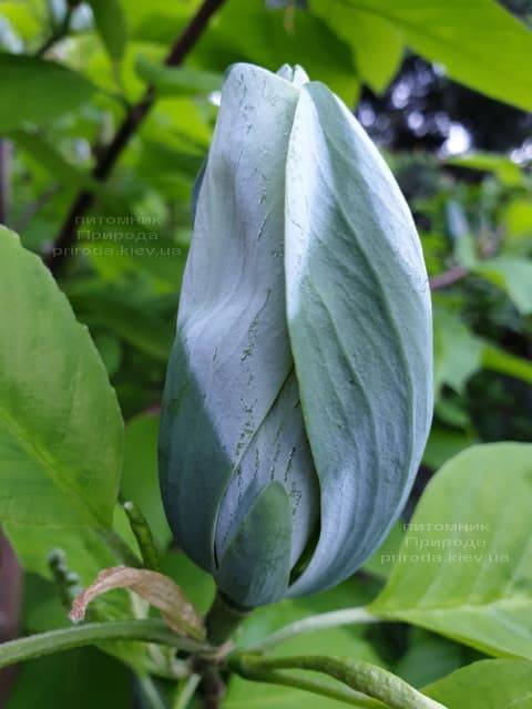 Магнолия Голубой Опал (Maqnolia acuminata Blue Opal) ФОТО Питомник растений Природа (19)