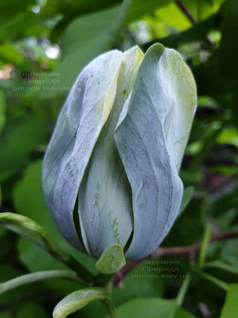 Магнолия Голубой Опал (Maqnolia acuminata Blue Opal) ФОТО Питомник растений Природа (21)