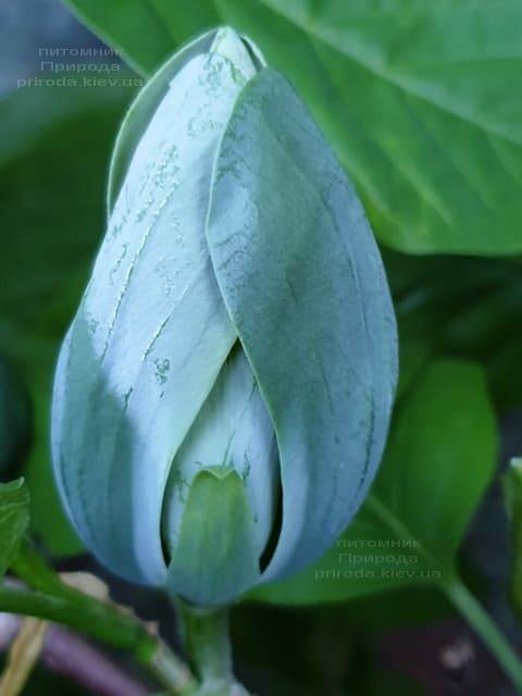 Магнолия Голубой Опал (Maqnolia acuminata Blue Opal) ФОТО Питомник растений Природа (25)