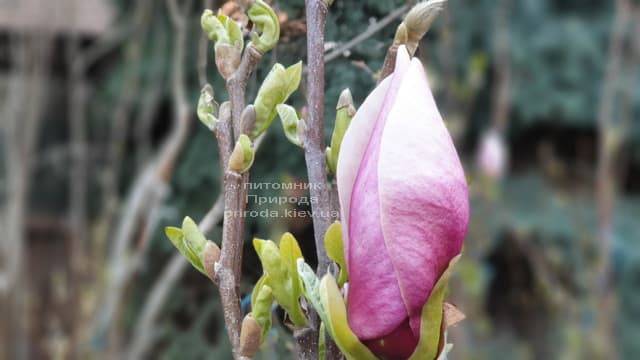 Магнолия Суланжа Ленней (Magnolia soulangeana Lennei) ФОТО Питомник растений Природа (10)