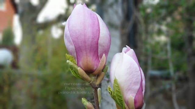 Магнолия Суланжа Ленней (Magnolia soulangeana Lennei) ФОТО Питомник растений Природа (7)