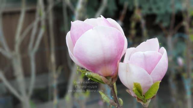 Магнолия Суланжа Ленней (Magnolia soulangeana Lennei) ФОТО Питомник растений Природа (9)