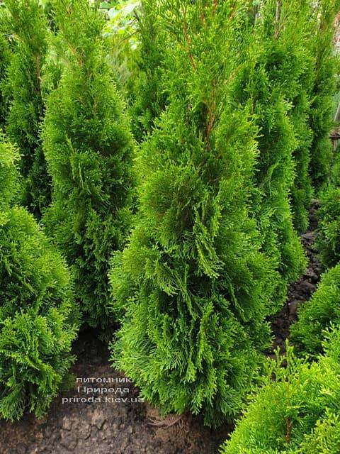 Туя западная Смарагд (Thuja occidentalis Smaragd) ФОТО Питомник растений Природа (73)