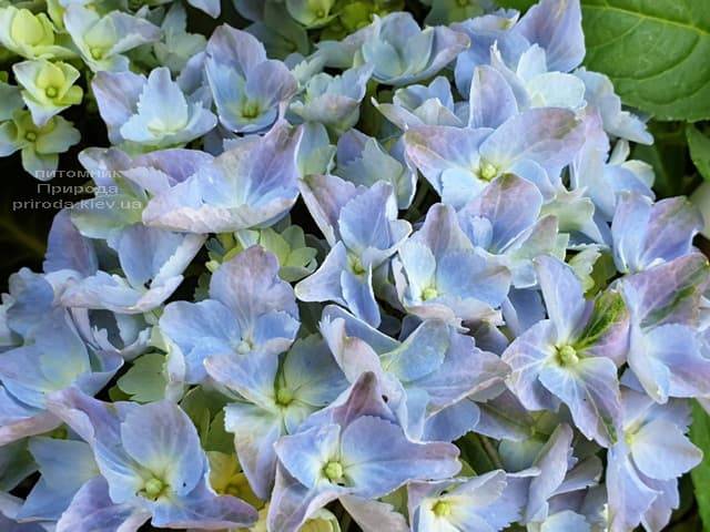 Гортензія крупнолистная Форевер Евер Блю (Hydrangea macrophylla Forever & Ever Blue) ФОТО Розплідник рослин Природа (3)