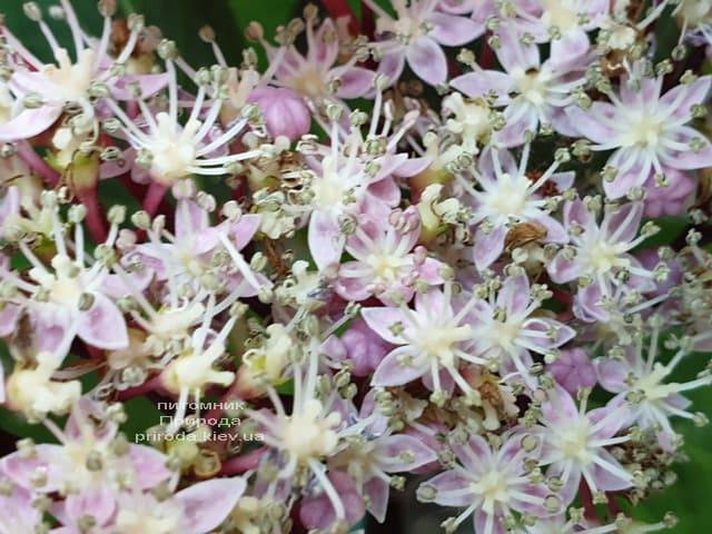 Гортензия крупнолистная Таубе (Hydrangea macrophylla Taube) ФОТО Питомник растений Природа (10)