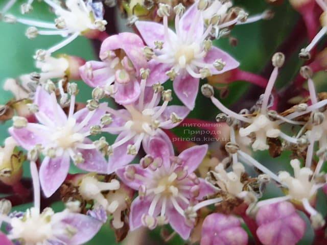 Гортензия крупнолистная Таубе (Hydrangea macrophylla Taube) ФОТО Питомник растений Природа (21)