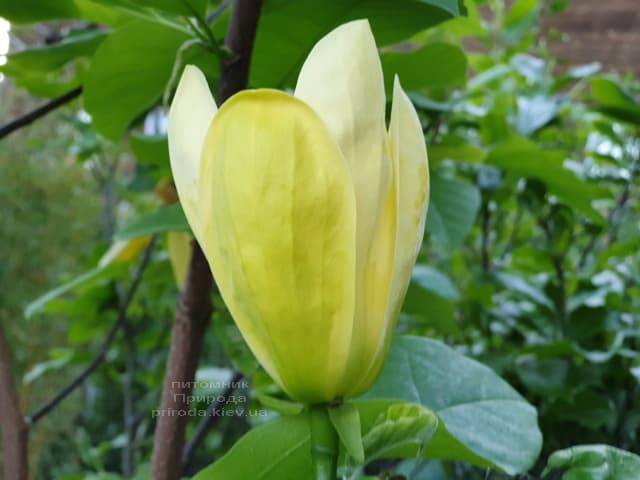 Магнолия бруклинская Еллоу Берд (Magnolia brooklynensis Yellow Bird) ФОТО Питомник растений Природа (19)