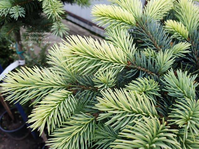 Ель голубая Биалобок (Picea pungens Bialobok) ФОТО Питомник растений Природа (11)